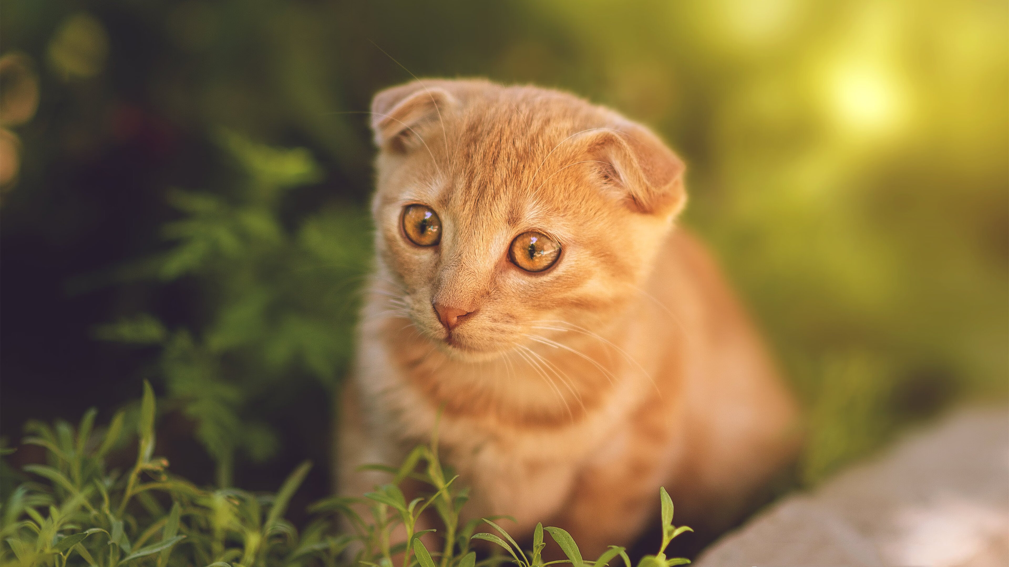 关键时刻，王强三分入篮，帮助北京队反超比分夺冠！，王强比赛视频