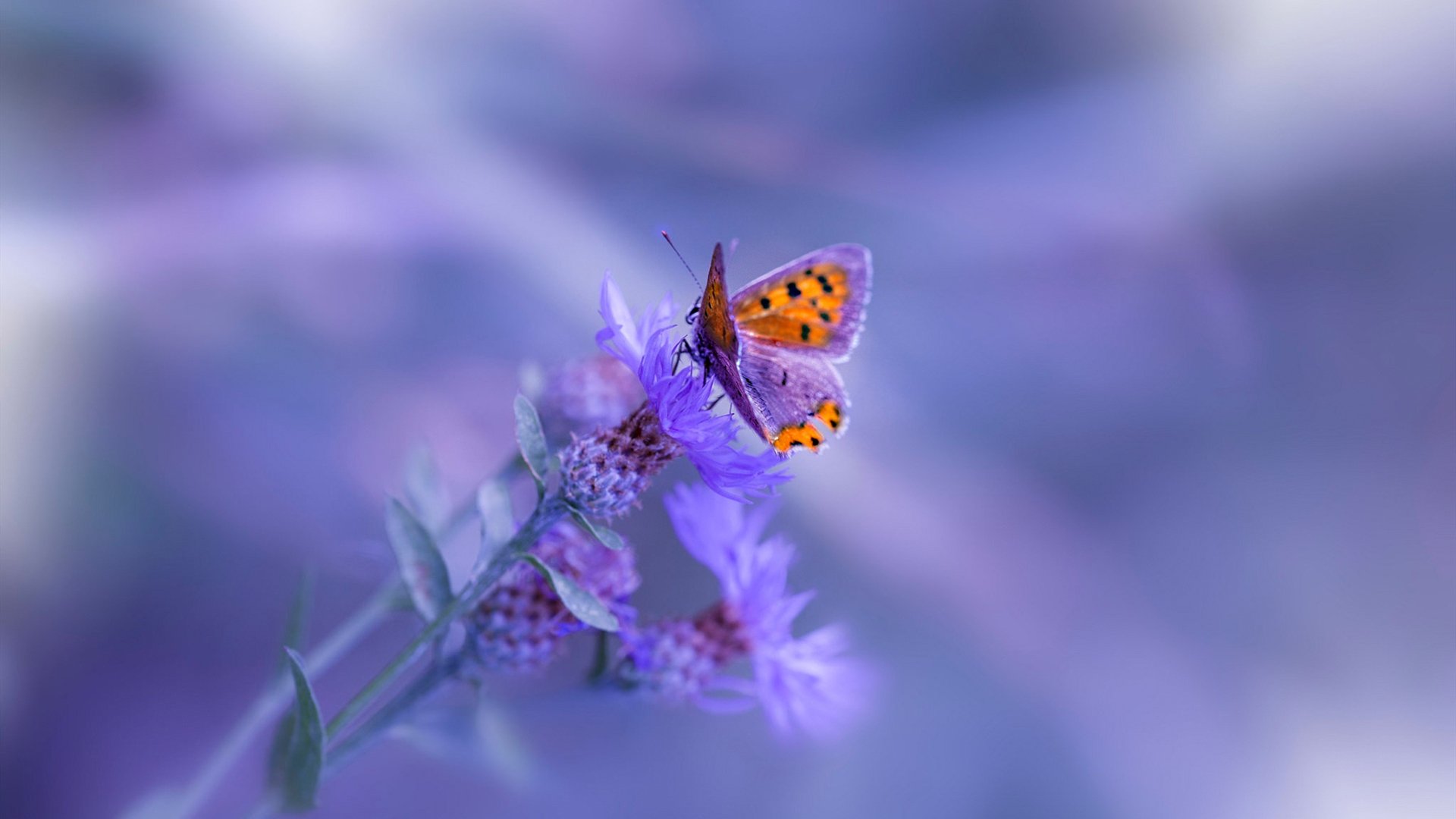 尤尔根·克洛普宣布赛季末离任利物浦主帅，利物浦主帅克洛普外号