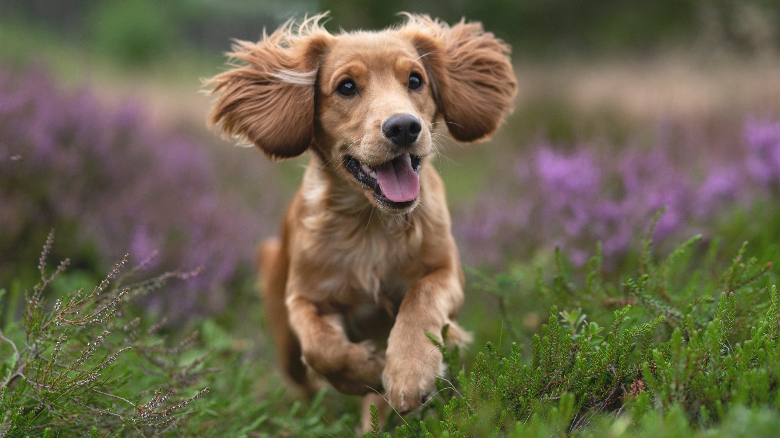 九游app官网下载-德甲比赛精彩纷呈，关键扑救扭转局势，战术多变，德甲赛制介绍