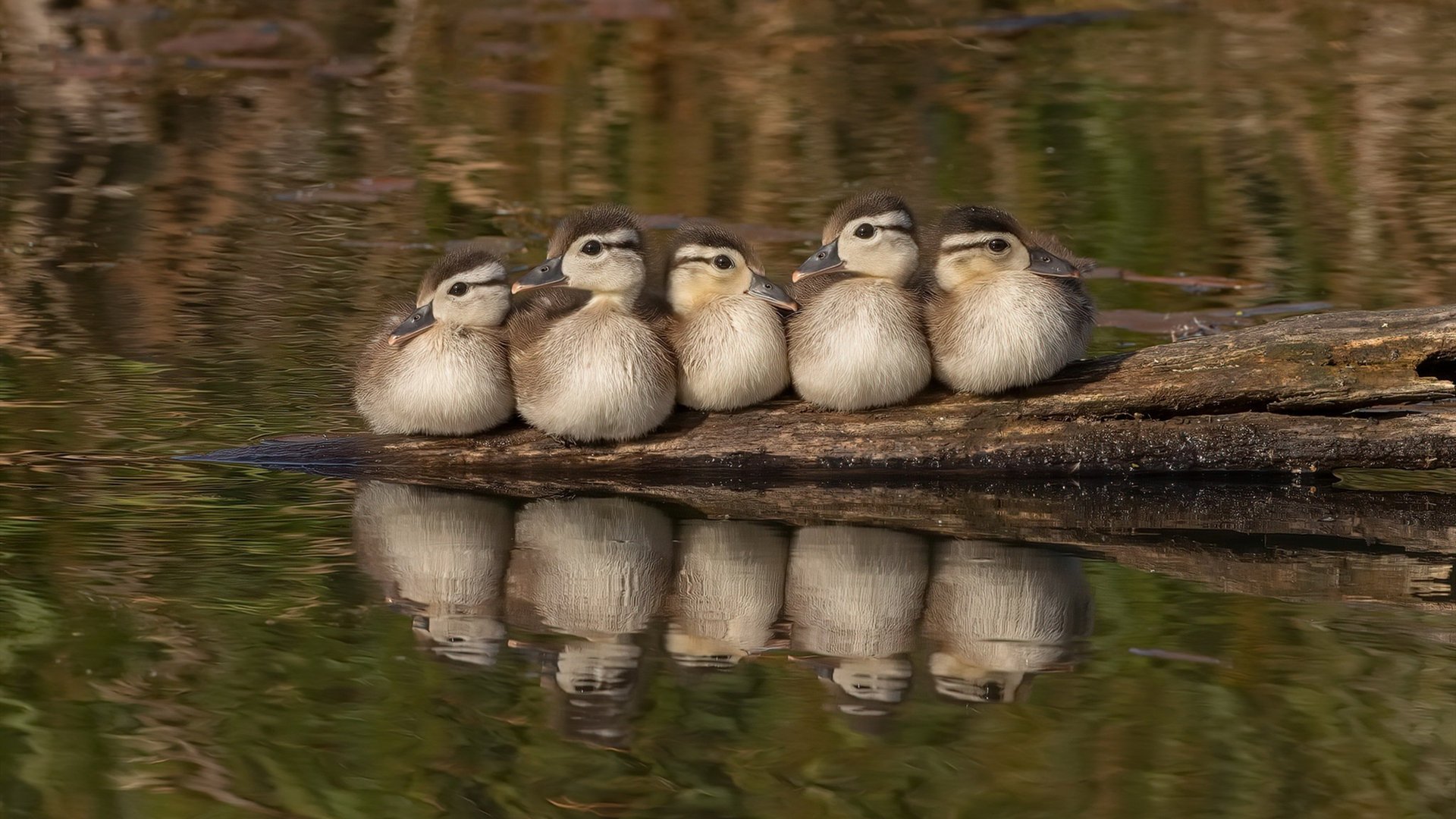 九游体育平台官网-德甲足球文化持续繁荣，氛围浓厚增强归属感，德甲踢球风格